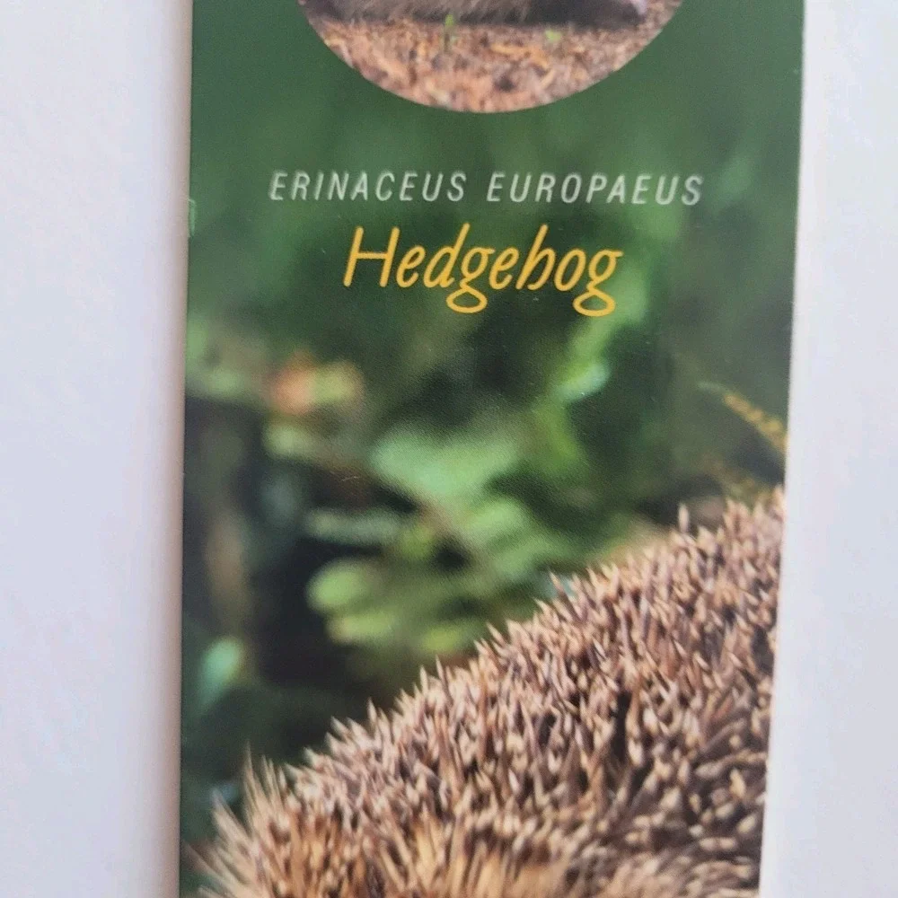Cardmarks Hedgehog Nature Animal Info Magnetic Magnet UK Company If 2408 Y2k 00s